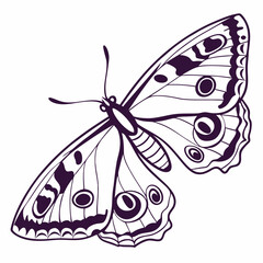 creative silhouette butterfly icon vector illustration
