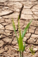 concepts and business. growth and overcoming. green shoot emerging among the drought and arid ground