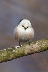 Aegithalos caudatus aka Long-tailed Tit or long-tailed bushtit perched on a tree branch. Funny fluffy european bird. Close-up portrait isolated on blurred background. 
