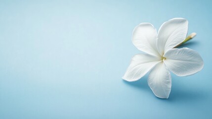 Fototapeta premium Single delicate white plumeria flower rests against a pastel blue background