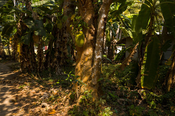 Jackfruits in Munroe Island in Asia, India, Kerala, Munroe Island, in summer, on a sunny day.