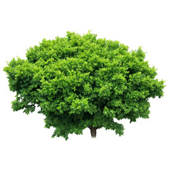 Obraz premium lush green bush isolated on transparent background