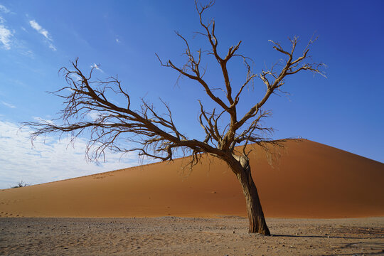 Dead tree leaning and reaching in front of Dune 45, Sossusvlei, Namibia 