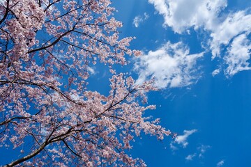 Sakura blossom in spring