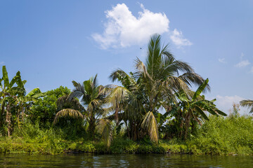 Obraz premium The countryside around the backwaters in Alappuzha in Asia, India, Kerala, Alleppey, in summer, on a sunny day.