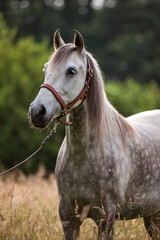 Obraz premium Portrait of a Barb horse