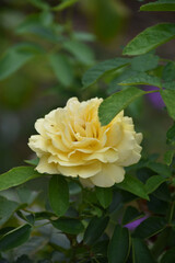 Lemon Yellow Rose Blooming and Flowering in a Garden