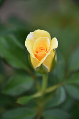 Perfect Single Lone Yellow Rose Bud