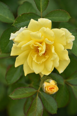 Rosebush with Yellow Rosebud and Blossom