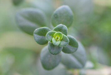 Lemon thyme (Thymus citriodorus) culinary herb plant close up