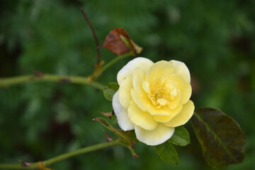 Small Wild Yellow Rose on a Bush
