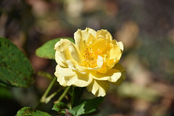 Sensational Light Yellow Rose Blossom Flowering