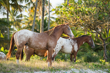 Appaloosa horses on a tropical beach