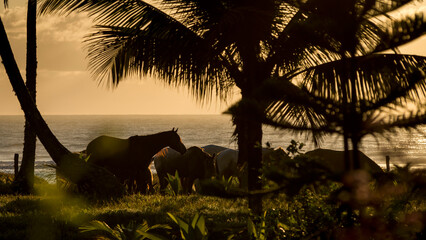 Quiet sunrise in a tropical beach with horses