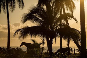 Fototapeta premium Quiet sunrise in a tropical beach with horses