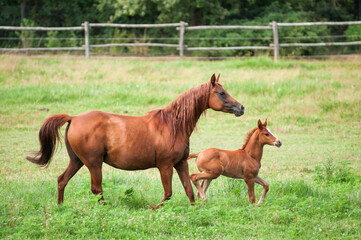 Fototapeta premium Arabian mare with filly run in a summer field