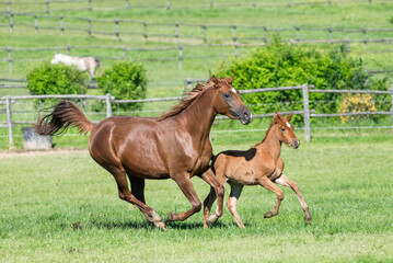 Arabian mare with filly run in a summer field