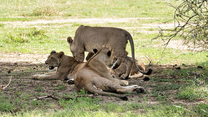 Serene Moments Lions Relaxing Peacefully and Comfortably in Their Natural Habitat in the Wild Tarangire National Park Tanzania Africa
