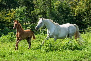 Obraz premium Arabian mare with filly run in a summer field