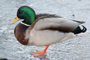 duck on the snow