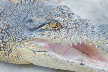 crocodile with mouth open