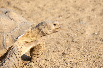 turtle on the ground