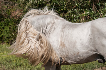 Camargue horse scratchy its belly
