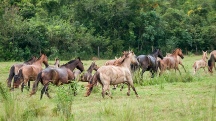 Obraz premium Campolina horses mares and foals running in a field in Brasil