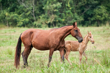 Campolina mare with foal