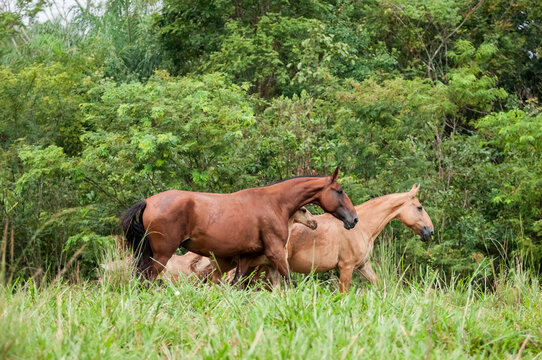 Campolina mares and foals