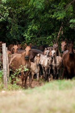 Herd of Campolina mares and foals