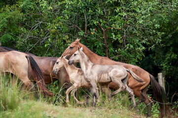 Campolina horses mares and foals running in a field in Brasil