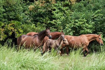 Campolina horses mares and foals running in a field in Brasil