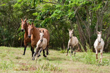 Campolina horses mares and foals running in a field in Brasil