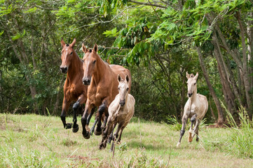 Campolina horses mares and foals running in a field in Brasil