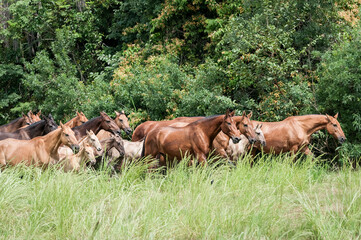 Campolina horses mares and foals running in a field in Brasil