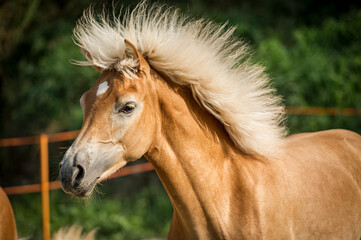 Obraz premium Portrait of an haflinger foal