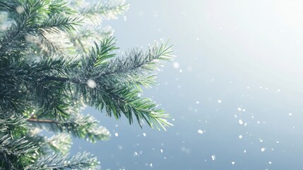 Obraz premium Snowy evergreen branches with frosted details in soft light