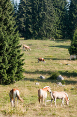 Herd of young haflinger horses in their mountain enviroment