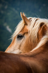 Obraz premium Portrait of an haflinger mare in the mountains