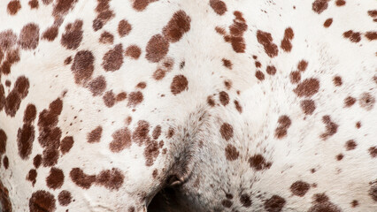 Detail of a knabstrupper horse coat