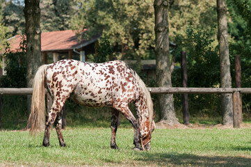 knabstrupper horse grazing after training