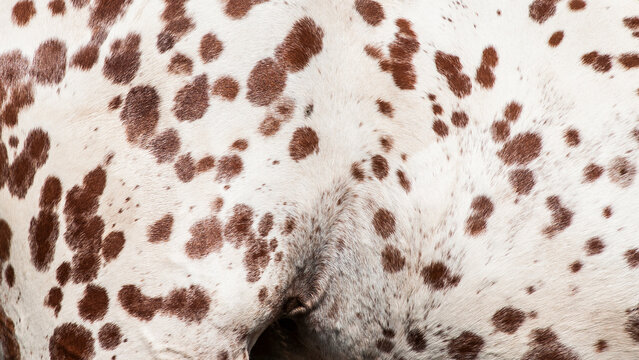 Detail of a knabstrupper horse coat