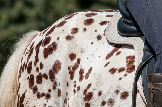 Detail of a knabstrupper horse coat