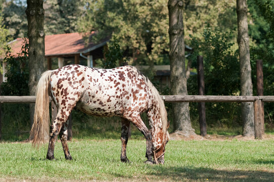 knabstrupper horse grazing after training