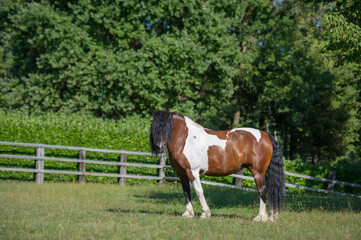 Beautiful mix breed heavy mare enjoying freedom