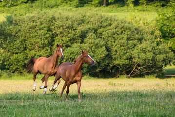Group of chestnut horses in running in a field