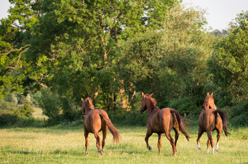 Group of chestnut horses in running in a field