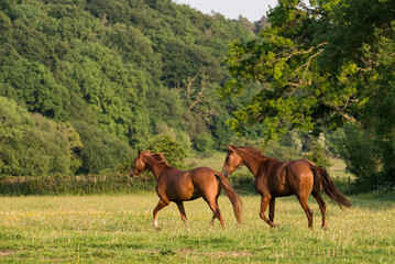 Group of chestnut horses in running in a field