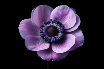 Naklejka premium Macro shot of a purple anemone in bloom on a minimal background